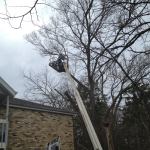 Tree Removal Services